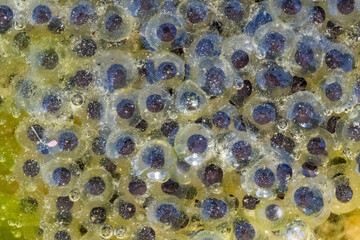 Closeup of a cluster of eggs of American Water Frogs (Genus Lithobates). Raleigh, North Carolina.