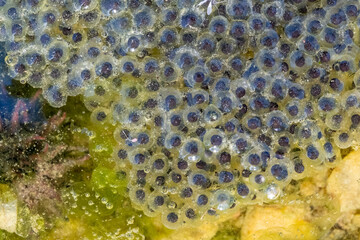 Cluster of eggs of American Water Frogs (Genus Lithobates). Raleigh, North Carolina.