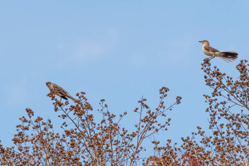 Springtime courting action among the Northern Mockingbirds (Mimus polyglottos). Raleigh, North Carolina.