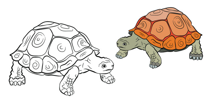 Animals. Black and white image of a turtle, coloring for children. Vector image.
 Color drawing, design, background.