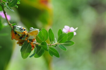 tree frog on a leaf, tree frog, frog, flying frog,
