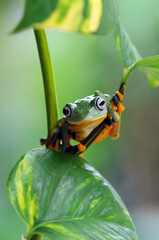 tree frog on a leaf, tree frog, frog, flying frog,