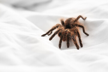 Scary tarantula spider on bed