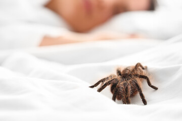 Scary tarantula spider on bed, closeup