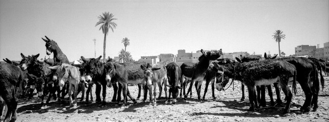 Fototapeta premium Fes el Bali. Fez.Ciudad Imperial.Marruecos.Africa.