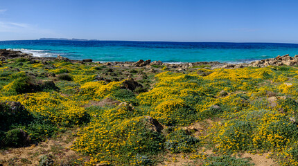 Cap Salines beach covered with yellow flowers, Ses Salines, Mallorca, Balearic Islands, Spain