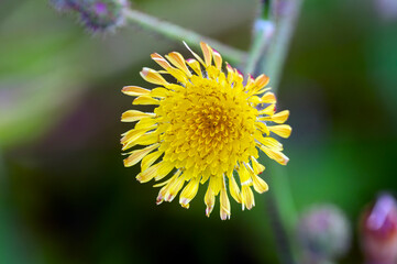 A tiny grass  flower bloom on a sunny day