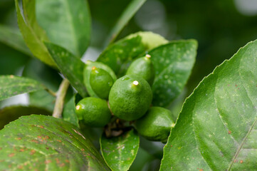 Fresh young green lemons on the tree, shallow focus