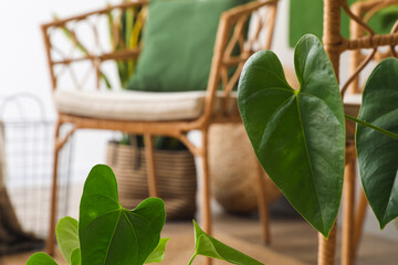 Green leaves of houseplant in living room, closeup