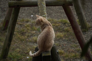 Curious orange little cat 