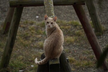 Curious orange little cat 