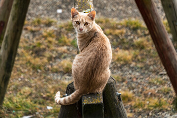 Curious orange little cat 