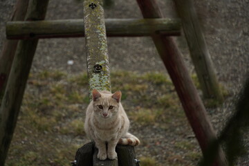 Curious orange little cat 