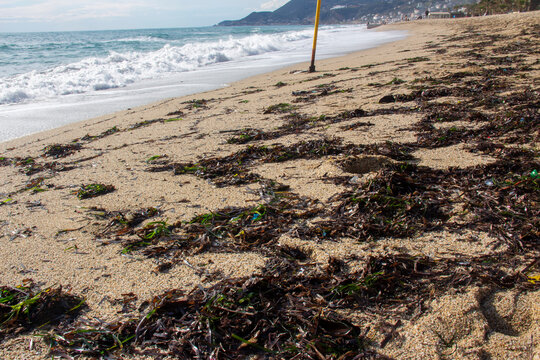 moss,seaweed,alga,alg, lichenliken,hydrophyte on the beach 