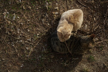 Curious cats looking straight up 
