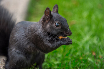 black squirrel Ottawa 