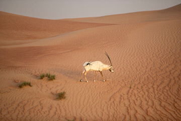 Arabian Oryx in the red sands desert conservation area of Dubai, United Arab Emirates