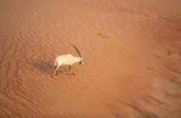 Arabian Oryx in the red sands desert conservation area of Dubai, United Arab Emirates