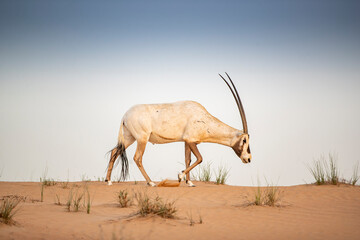 Arabian Oryx in the red sands desert conservation area of Dubai, United Arab Emirates