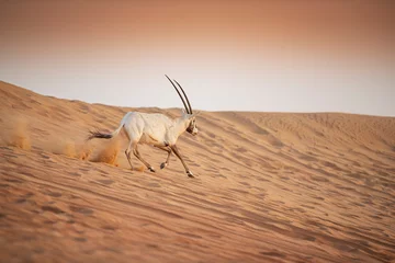 Fotobehang Arabian Oryx in the red sands desert conservation area of Dubai, United Arab Emirates © Suzi