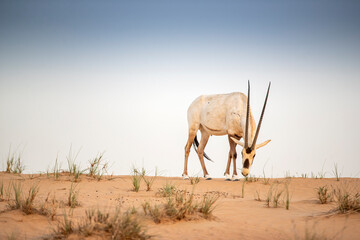 Arabian Oryx in the red sands desert conservation area of Dubai, United Arab Emirates