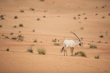 Arabian Oryx in the red sands desert conservation area of Dubai, United Arab Emirates