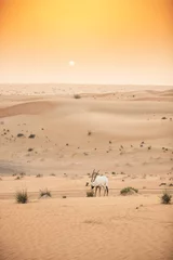 Rolgordijnen Arabian Oryx in the red sands desert conservation area of Dubai, United Arab Emirates © Suzi