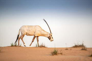 Arabian Oryx in the red sands desert conservation area of Dubai, United Arab Emirates
