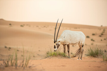 Arabian Oryx in the red sands desert conservation area of Dubai, United Arab Emirates - obrazy, fototapety, plakaty
