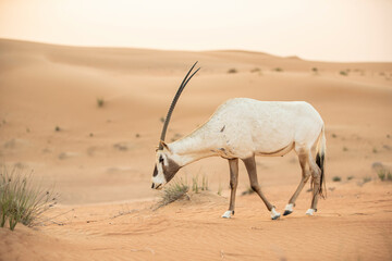 Arabian Oryx in the red sands desert conservation area of Dubai, United Arab Emirates