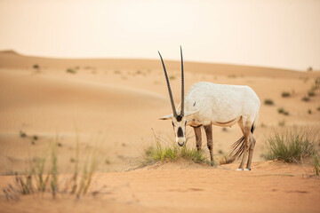 Arabian Oryx in the red sands desert conservation area of Dubai, United Arab Emirates
