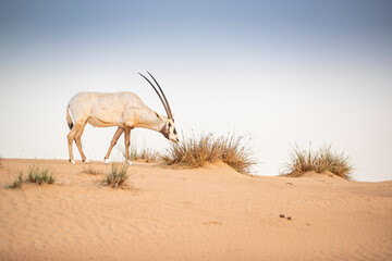 Fototapeta premium Arabian Oryx in the red sands desert conservation area of Dubai, United Arab Emirates