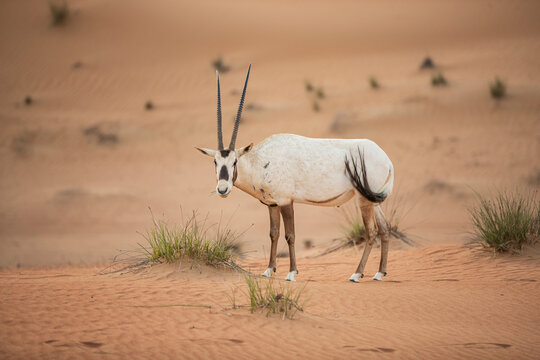 Arabian Oryx in the red sands desert conservation area of Dubai, United Arab Emirates