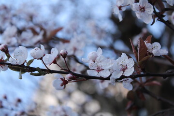 Apricot Blossom Flowers in Spring