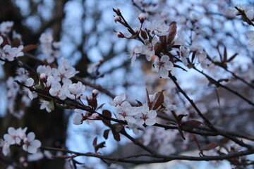 Spring Blossom Flowers