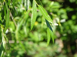 green bamboo leaves