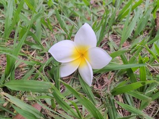 Plumeria or flower frangipani, mango jasmine, white and yellow color in a garden