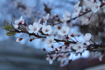 Spring Blossom Flowers
