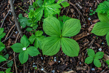 Pile of herb paris true lovers knot in nature