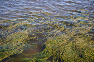  Algae on the water surface.