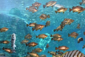 癒しの空間　水槽の中を気持ちよさそうに泳ぐ魚たち