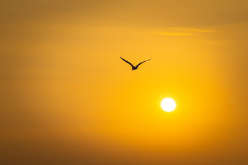 Möwe fliegt in den Sonnenuntergang