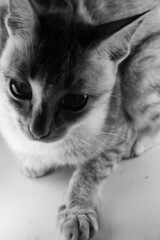 striped cat is looking down and hiding in the dark. black and white photography. domestic cat behavior.