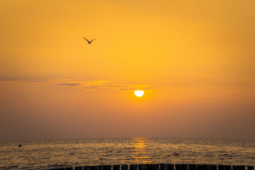 Möwe fliegt in den Sonnenuntergang 