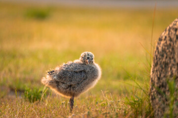 Möwenküken  in der Abenddämmerung