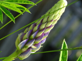 close-ups of a flower