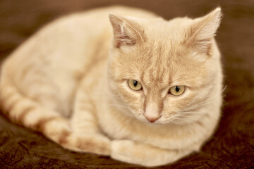 domestic cat sitting on the couch close-up