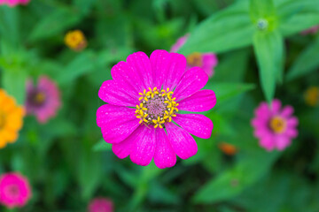 Obraz premium Zinnia floral in garden