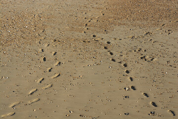 Footprints on sandy beach