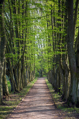 Beautiful alley among hornbeam trees